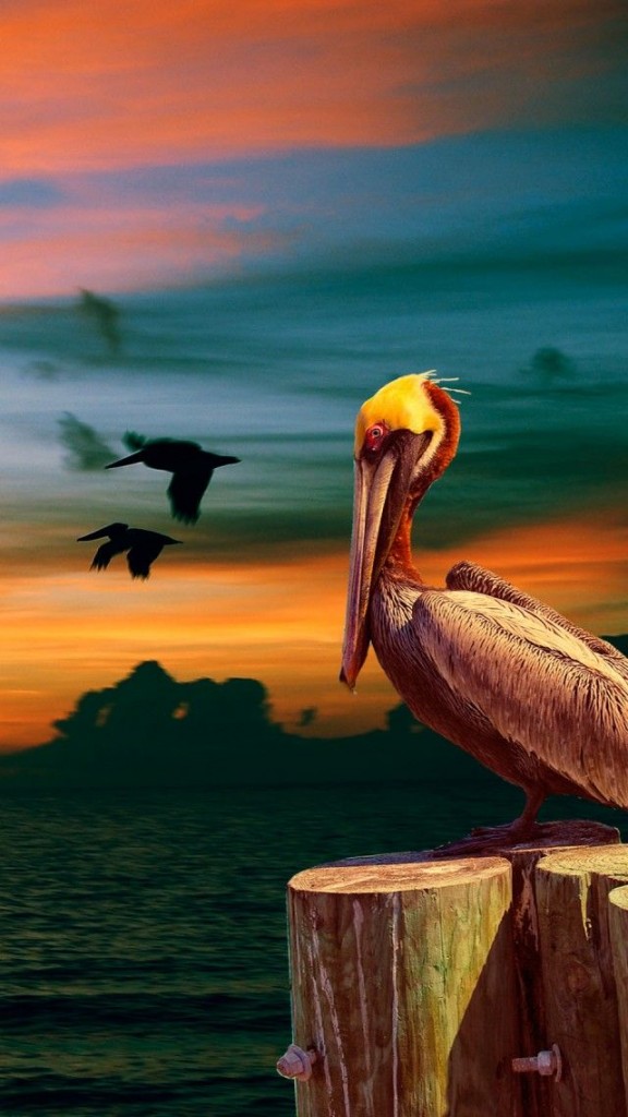 pelican at sunset via pint