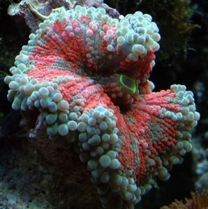 recordia yuma bounce mushroom coral